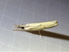 Parapediasia decorellus