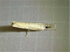 Parapediasia decorellus