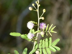 Mimosa asperata