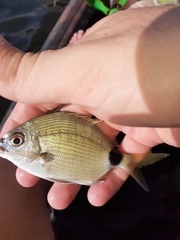 Diplodus holbrookii