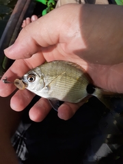 Diplodus holbrookii