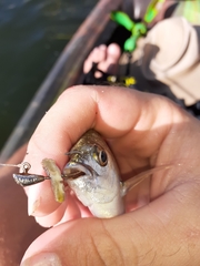 Diplodus holbrookii