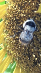Bombus niveatus
