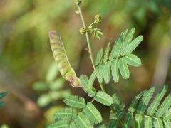 Mimosa asperata