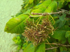 Eriophyes rhoinus