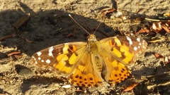 Vanessa cardui