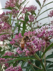 Apis mellifera