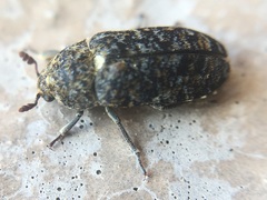 Dermestes