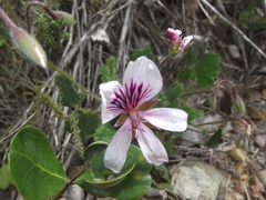 Pelargonium elegans