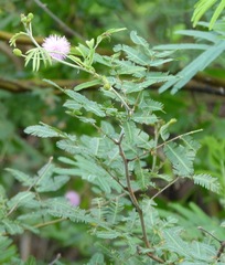 Mimosa asperata