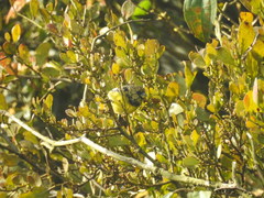 Spinus xanthogastrus