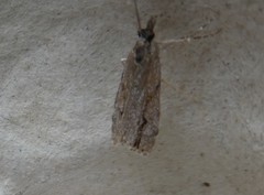 Eudonia bisinualis