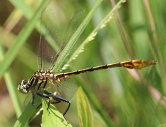 Dromogomphus armatus