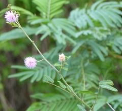 Mimosa asperata