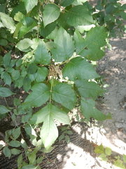Toxicodendron radicans negundo