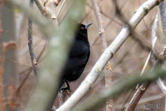 Knipolegus cyanirostris
