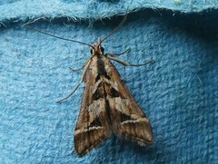 Diasemia grammalis