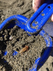 Megalorchestia corniculata