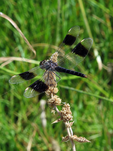 Northern Banded Groundling