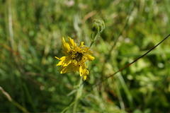 Kyhosia bolanderi