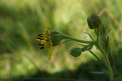 Kyhosia bolanderi