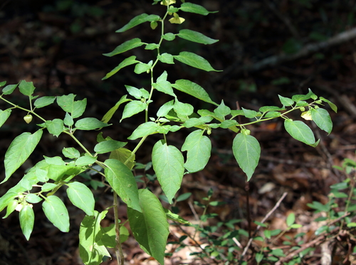 Image of Calliphysalis carpenteri by (c) Lauren McLaurin, some rights reserved (CC BY)