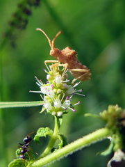 Centrocoris spiniger