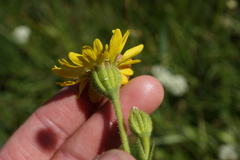 Kyhosia bolanderi