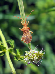 Centrocoris spiniger