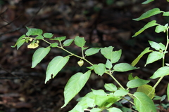 Calliphysalis carpenteri