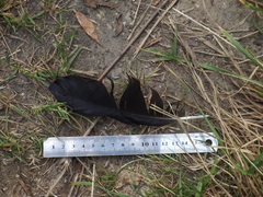 Corvus frugilegus