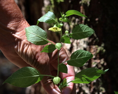 Calliphysalis carpenteri
