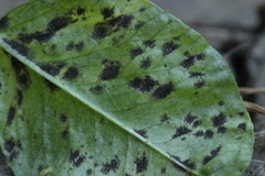 Polythrincium trifolii