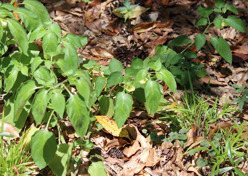 Image of Calliphysalis carpenteri by (c) Lauren McLaurin, some rights reserved (CC BY)