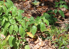Calliphysalis carpenteri
