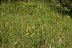 Kyhosia bolanderi
