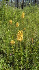 Platanthera chapmanii