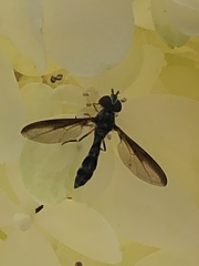 Pelecinobaccha costata