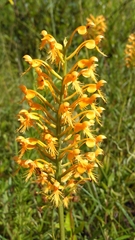 Platanthera chapmanii
