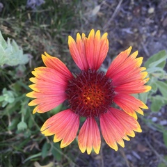 Gaillardia pulchella