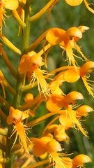 Platanthera chapmanii