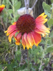 Gaillardia pulchella