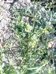 Lepidium coronopus