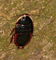 Opisthoplatia orientalis