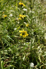 Kyhosia bolanderi