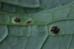 Puccinia cnici-oleracei