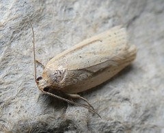 Clepsis leucaniana