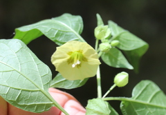 Calliphysalis carpenteri