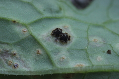 Puccinia cnici-oleracei