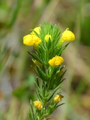 Castilleja lacera